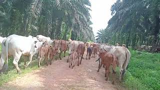 gembala sapi brahman cross di kebun sawit [upl. by Holofernes26]