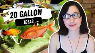 Colorful Schooling Fish For Your 20 Gallon Tank  20 Gallon Aquarium Stocking Ideas [upl. by Mable]