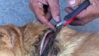 Removing an Embedded Collar from a Street Dog [upl. by Trainor]