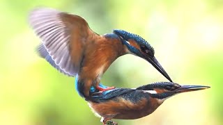 Mesmerizing Mating Rituals Witness Natures Spectacular Love Dance [upl. by Sudderth378]