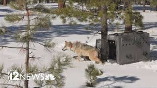 100000 reward offered for info on death of Mexican gray wolf [upl. by Wier214]