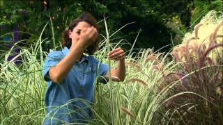 Blades and Plumes Garden Miscanthus Cultivars [upl. by Janka]