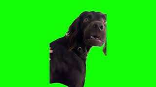 Confused Black Dog Meme Template [upl. by Abell]