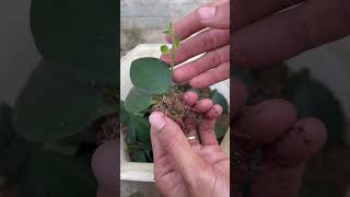 How to grow Aeschynanthus lobbiana from leaves [upl. by Hephzibah]