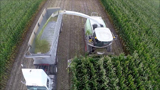 Making Food For Dairy Cows [upl. by Ullman]