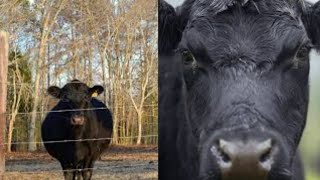 Mama Cows Determnination to Love andProtect Stillborn Calf IsBreaking Hearts [upl. by Olivier]