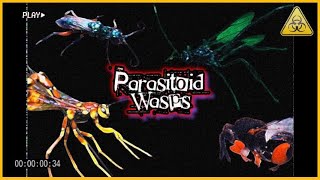 PARASITOID WASPS  Coolest species  my finds [upl. by Tisha]