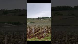 The most expensive vineyard in the world  RomaneeConti vineyard France  romaneeconti [upl. by Carlson]