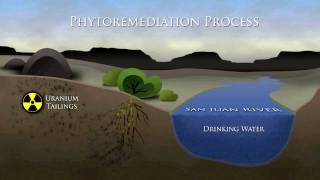 Phytoremediation Process [upl. by Nnaarat]