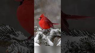 lonely Cardinal on a snowy day birds nature [upl. by Dovev]