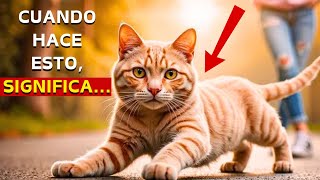 ¿QUÉ SIGNIFICA CUANDO TU GATO SE ACERCA A TI [upl. by Amber]