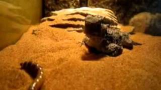 Feeding My Horned Lizard [upl. by Wilfrid508]