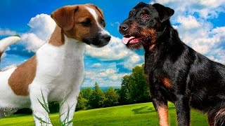 Jack Rusel terrier vs Jagdterrier  Highlights [upl. by Nyladgam603]