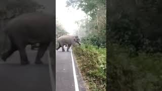 skdooarstourtravel chilapata forest road crossing elephant 🐘🐘🐘 nice view dooars forest [upl. by Jordana]