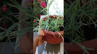 Growing carnations from seeds Part 2 [upl. by Angelia]