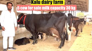 5 cow for sale milk 30 kg kalu dairy farm price 60000 rajusirsa [upl. by Nadabas]