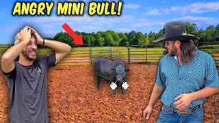 The Creekbend Boyz Get An ANGRY MINI BULL [upl. by Fatsug34]