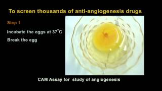 Antiangiogenesis drug screening [upl. by Finnie]