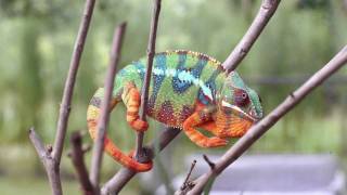 Real Chameleon Color change [upl. by Alger]