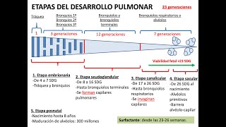 Embriología Desarrollo del sistema respiratorio y cavidades corporales [upl. by Sihun282]