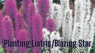 Planting Liatris in your butterfly garden [upl. by Kano]