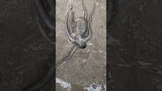 The octopus got scared into the hole😱quotyoutubeshorts [upl. by Ariew]