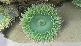 Finding Giant Green Sea Anemones Exposed at Low Tide [upl. by Schlessel]