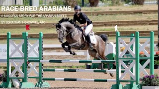 Racebred Arabians A Success Story for the Arabian Breed [upl. by Nnylanna]