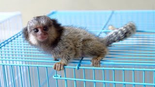 Cute Tiny Marmoset Monkeys [upl. by Kcirdez]