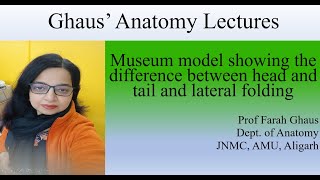 Model to explain difference between head n tail and lateral folding of embryo [upl. by Agiaf]