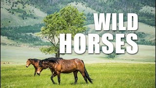 Roaming in a Herd of Wild Horses near Laramie Wyoming [upl. by Hait892]