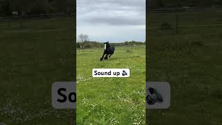 Just a horse farting 💨😂🔊 horse horses fart farting funny funnyvideos viralshorts viral [upl. by Iret]