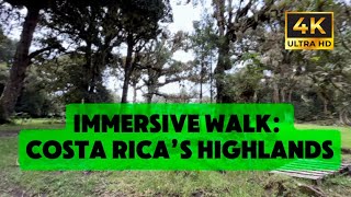 4K IMMERSIVE Walk in Costa Rica’s Mountains [upl. by Elizabet]