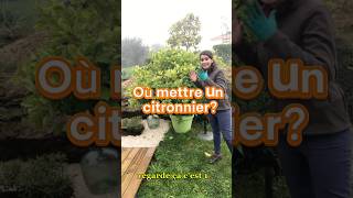 Où mettre un citronnier  arbre citron jardin plante tutorial plante flowers tree jardinage [upl. by Riki362]