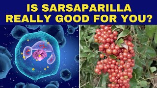 Discover the Unexpected Health Benefits of Sarsaparilla  Health is Wealth [upl. by Meihar]