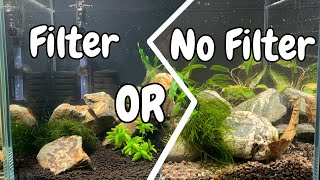 🦐 Shrimp Tank Essentials Do You Really Need a Filter [upl. by Lashondra]