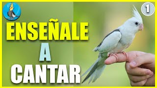 🟡 ENSEÑALE A CANTAR A TU CACATUA NINFA 1 HORA de cantos para cacatuas ninfa cockatiel colapsita [upl. by Bull647]