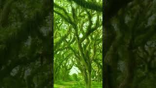 Tropical forest 1 nature shorts short relaxing relax sound travel birds birdsounds 4k [upl. by Rashidi]