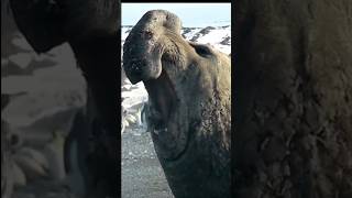 Southern Elephant Seal [upl. by Yelrebmyk]