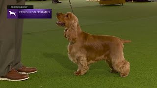 Spaniels English Cocker Breed Judging 2023 [upl. by Narret]