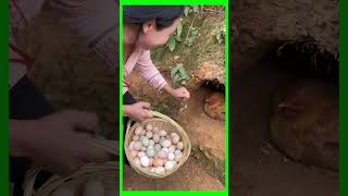 Harvesting chickens eggs organic from completely natural [upl. by Oap155]