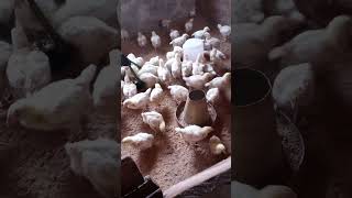 Ukah Generic Farm Nig Inc Otukpo Poultry [upl. by Moazami]