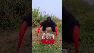 Ferocious Gorilla Confronts 10 Snakes [upl. by Ellynn]