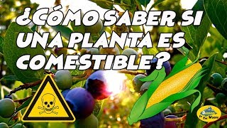 ¿Cómo saber si una planta es comestible [upl. by Suinuj]