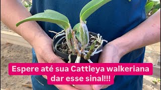 O que fazer quando a Cattleya walkeriana não floresce [upl. by Dnomde]