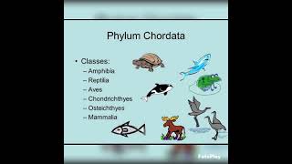 phylum chordata diagrambiology zoology bsczoology zoologybsc shortsyoutubeshorts [upl. by Sunil910]