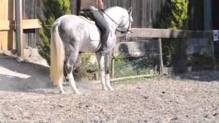 Damasco grey Lusitano Stallion for Sale [upl. by Aiela807]