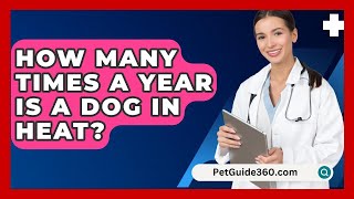 How Many Times A Year Is A Dog In Heat  PetGuide360com [upl. by Brier]