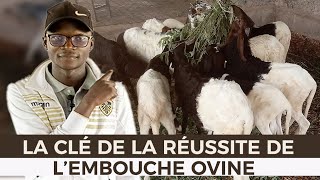 LA CLÉ DE LA RÉUSSITE DE LEMBOUCHE OVINE [upl. by Mariko]