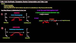 Fatty Acid Synthesis Part 10 of 12  Excessive Alcohol Consumption and Fatty Liver [upl. by Azmuh]